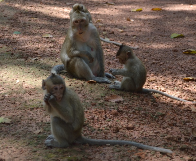 Monkeys of Angkor Wat