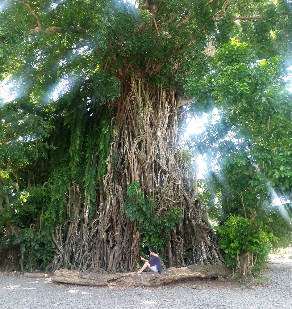 Millenium Tree, Baler