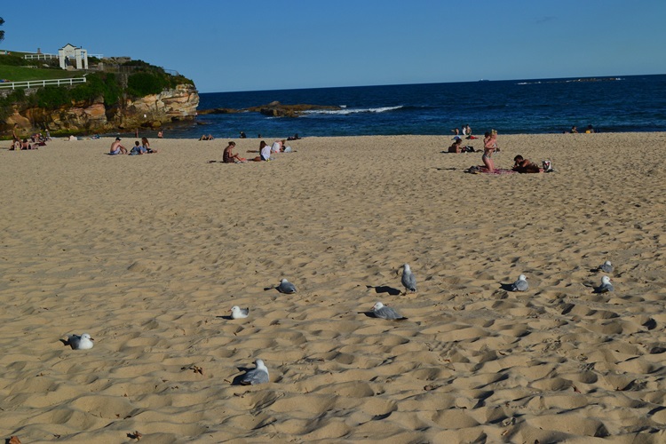 coogee beach 