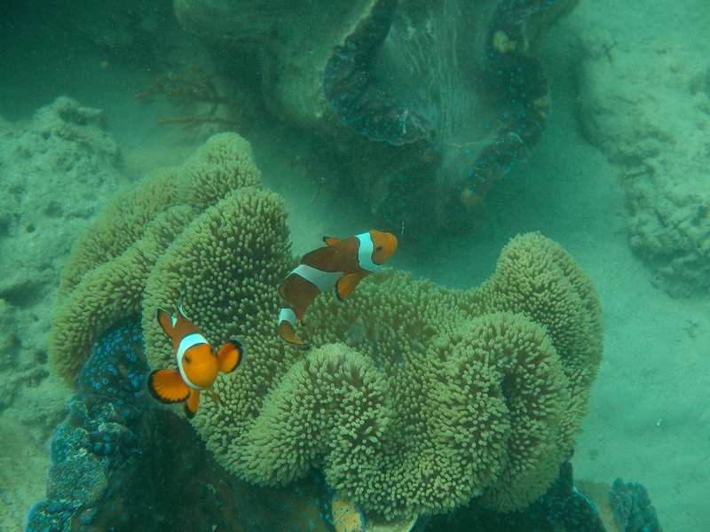 coral reef, alaminos 