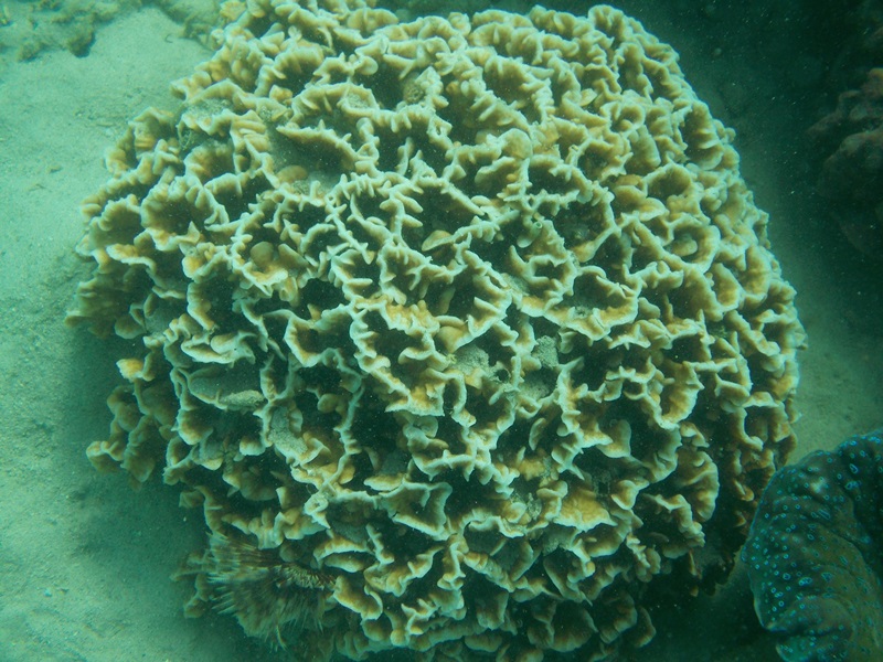 coral reef, alaminos