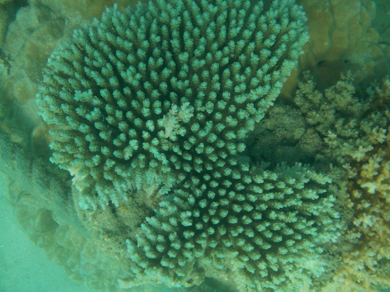 coral reef, alaminos (196)
