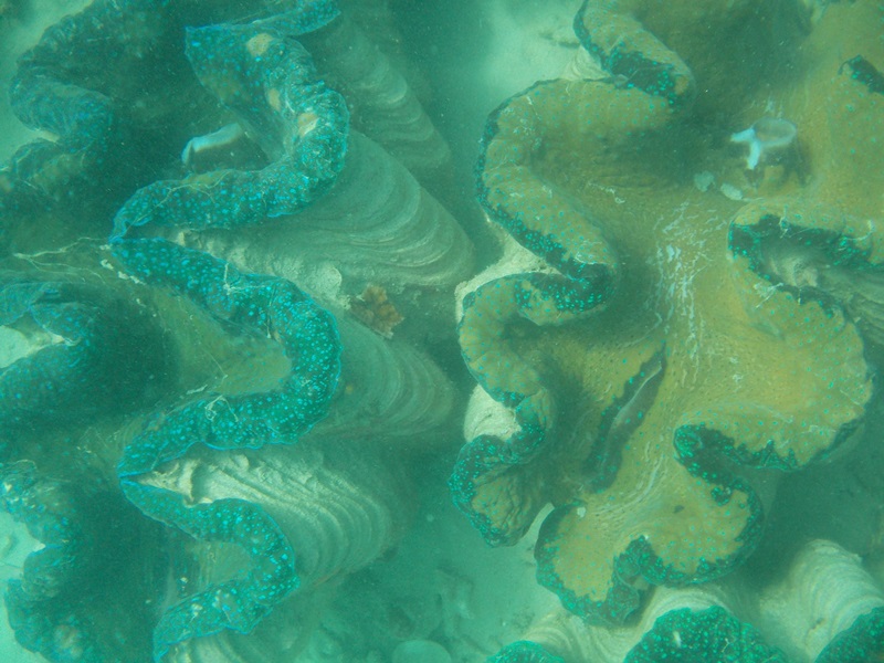 coral reef, alaminos (200)
