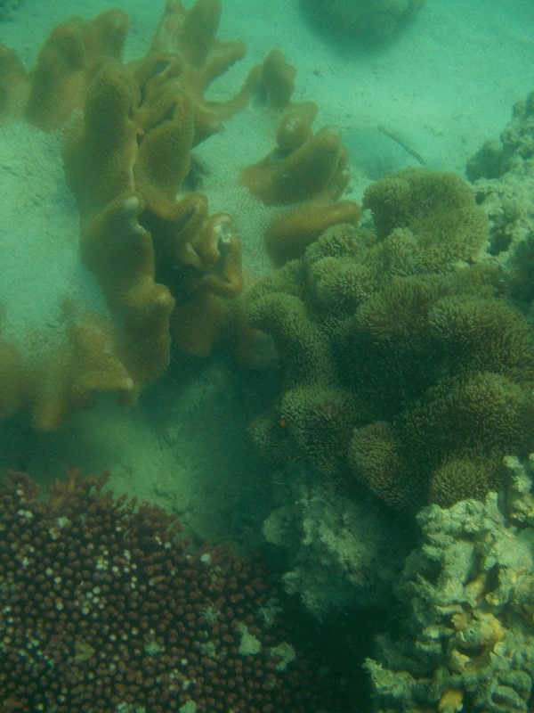 coral reef, alaminos