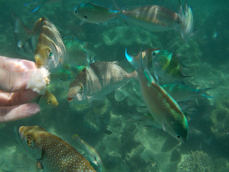 coral reef, alaminos